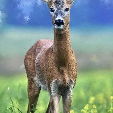 فندق Zum Forsthaus